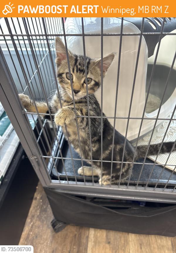 Found/Stray Male Cat last seen Fermor, Winnipeg, MB R2M 2Z8