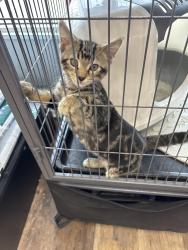 Found/Stray Male Cat last seen Fermor, Winnipeg, MB R2M 2Z8