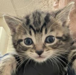 Shelter Stray Female Cat last seen Near Thillberg Rd MV 98273, Skagit County, WA, 18911 Kelleher Rd, Burlington, WA 98233, USA