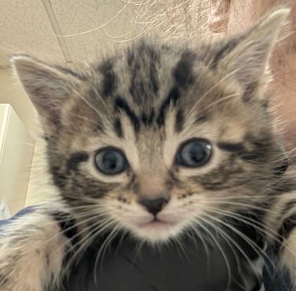 Shelter Stray Female Cat last seen Near Thillberg Rd MV 98273, Skagit County, WA, 18911 Kelleher Rd, Burlington, WA 98233, USA