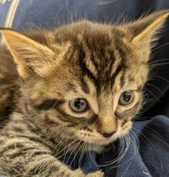 Shelter Stray Male Cat last seen Near Thillberg Rd MV 98273, Skagit County, WA, 18911 Kelleher Rd, Burlington, WA 98233, USA