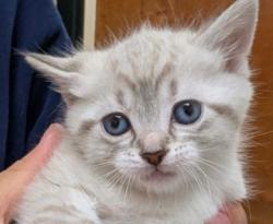 Shelter Stray Female Cat last seen Near Thillberg Rd MV 98273, Skagit County, WA, 18911 Kelleher Rd, Burlington, WA 98233, USA