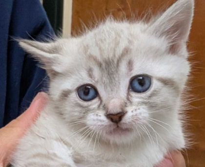 Shelter Stray Female Cat last seen Near Thillberg Rd MV 98273, Skagit County, WA, 18911 Kelleher Rd, Burlington, WA 98233, USA