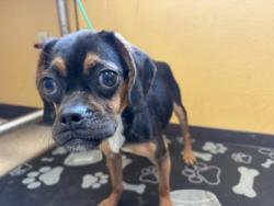 Shelter Stray Female Dog last seen Vanston Pool, 75150, TX, 1650 Gross Rd, Mesquite, TX 75149, USA