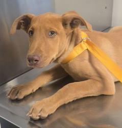 Shelter Stray Female Dog last seen S Fruit Ave & W Central Ave, Fresno Zone Fresno CO 1A 93706, CA, 1510 W Dan Ronquillo Dr, Fresno, CA 93706, USA