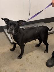 Shelter Stray Female Dog last seen Near E 114, 3rd District, OH, 9203 Detroit Ave, Cleveland, OH 44102, USA