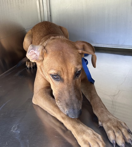 Shelter Stray Female Dog last seen Near LINCOLN AVE, North District,, 355 Hillshire Dr, Haslet, TX 76052, USA