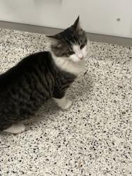 Shelter Stray Male Cat last seen Near Parc Lane E, 30033, GA, 3280 Chamblee Dunwoody Rd, Chamblee, GA 30341, USA