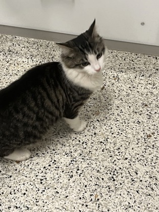 Shelter Stray Male Cat last seen Near Parc Lane E, 30033, GA, 3280 Chamblee Dunwoody Rd, Chamblee, GA 30341, USA