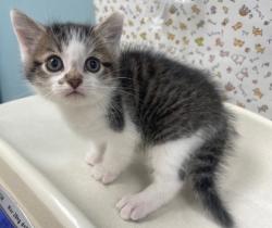 Shelter Stray Male Cat last seen Woodford St Toledo 43605, Lucas County, OH, 827 Illinois Ave, Maumee, OH 43537, USA
