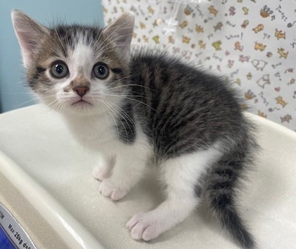 Shelter Stray Male Cat last seen Woodford St Toledo 43605, Lucas County, OH, 827 Illinois Ave, Maumee, OH 43537, USA