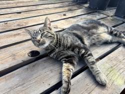 Found/Stray Male Cat last seen Tony's Garden center, Portland, OR 97266