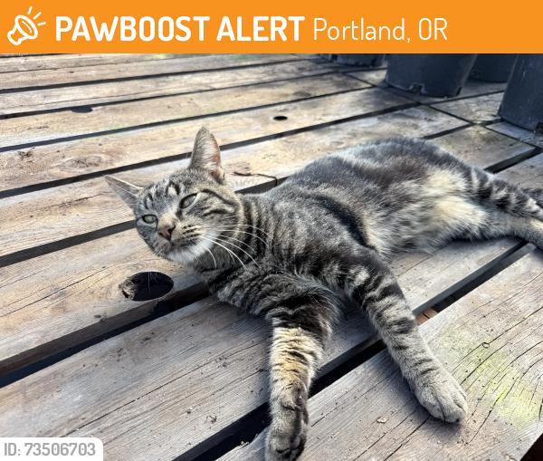 Found/Stray Male Cat last seen Tony's Garden center, Portland, OR 97266