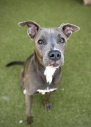 Shelter Stray Female Dog last seen Near Hershel Road, College Park, GA, 1251 Fulton Industrial Blvd NW, Atlanta, GA 30336, USA