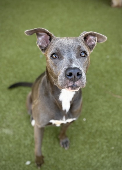 Shelter Stray Female Dog last seen Near Hershel Road, College Park, GA, 1251 Fulton Industrial Blvd NW, Atlanta, GA 30336, USA