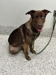 Shelter Stray Female Dog last seen Near birkdale dr, Fairburn, GA, 1251 Fulton Industrial Blvd NW, Atlanta, GA 30336, USA