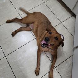 Reunited Female Dog last seen Welsh Road & Appaloosa Circle, Sarasota, FL 34240