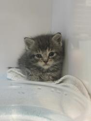 Shelter Stray Male Cat last seen Near Bateman Ave, Baltimore, MD 21216, 21216, MD, 2490 Giles Rd, Baltimore, MD 21225, USA