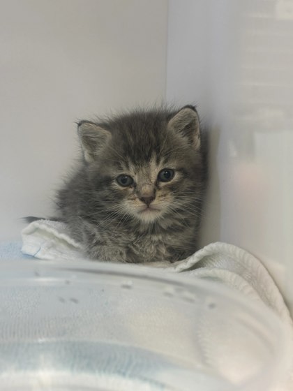 Shelter Stray Male Cat last seen Near Bateman Ave, Baltimore, MD 21216, 21216, MD, 2490 Giles Rd, Baltimore, MD 21225, USA