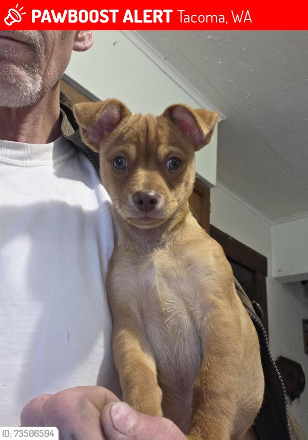 Lost Male Dog last seen tractor supply 15615 pacific ave s Tacoma wa, Tacoma, WA 98444