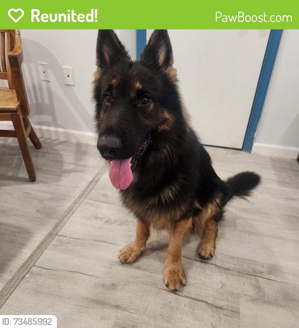 Reunited Male Dog last seen Columbia Park Rd & Kent Village Drive, Greater Landover, MD 20785