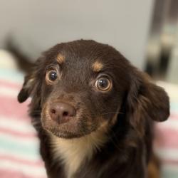 Shelter Stray Male Dog last seen Main Ave and Marysville Blvd, City of Sacramento, CA, 6201 Florin Perkins Rd, Sacramento, CA 95828, USA