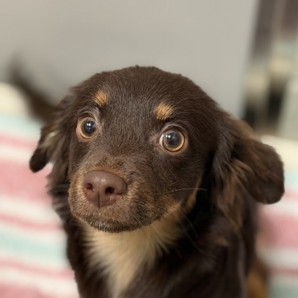 Shelter Stray Male Dog last seen Main Ave and Marysville Blvd, City of Sacramento, CA, 6201 Florin Perkins Rd, Sacramento, CA 95828, USA