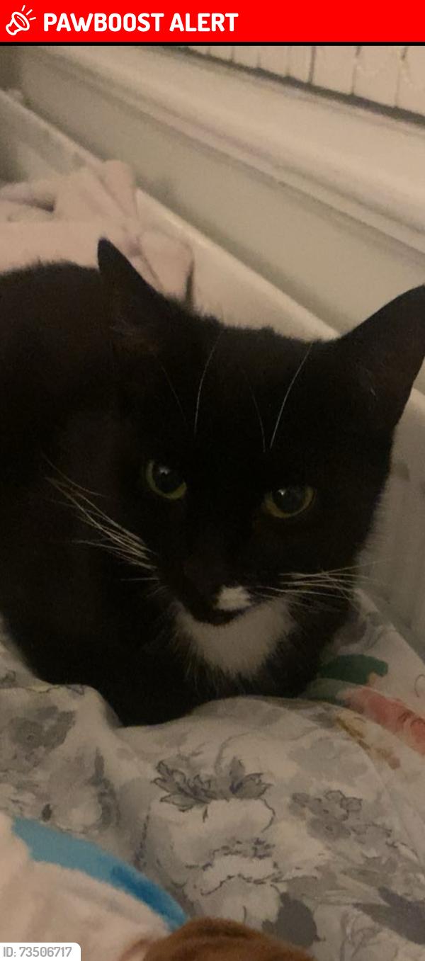 Lost Female Cat last seen Oakfield Drive, Little Hulton, England 