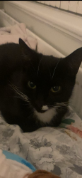 Lost Female Cat last seen Oakfield Drive, Little Hulton, England 