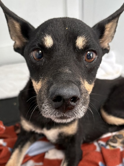 Shelter Stray Male Dog last seen 407-Blk Bellview Ave, City of Round Rock, TX, 1855 SE Inner Loop, Georgetown, TX 78626, USA