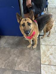 Shelter Stray Female Dog last seen Near blk Hallie Lane, City of Round Rock, TX, 1855 SE Inner Loop, Georgetown, TX 78626, USA