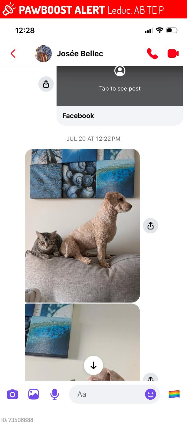 Lost Male Cat last seen Millwood, Leduc, AB T9E 4P8