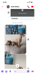 Lost Male Cat last seen Millwood, Leduc, AB T9E 4P8