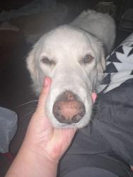 Reunited Female Dog last seen Near nw 50th street, Warr Acres, OK 73122