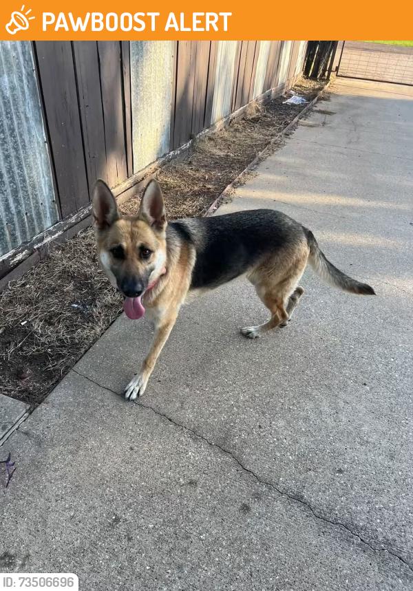 Found/Stray Unknown Dog last seen FM 1836, Kaufman County, TX 75142