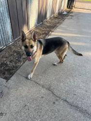 Found/Stray Unknown Dog last seen FM 1836, Kaufman County, TX 75142