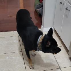 Reunited Male Dog last seen Welsh Road & Appaloosa Circle, Sarasota, FL 34240