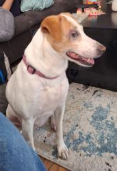 Reunited Female Dog last seen Grand ave and 2nd, Loves Park, IL 61111