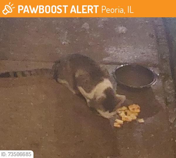 Found/Stray Unknown Cat last seen Frostwood Pkwy- Yorkshire Village cndmnium Association, Peoria, IL 61615
