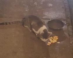 Found/Stray Unknown Cat last seen Frostwood Pkwy- Yorkshire Village cndmnium Association, Peoria, IL 61615