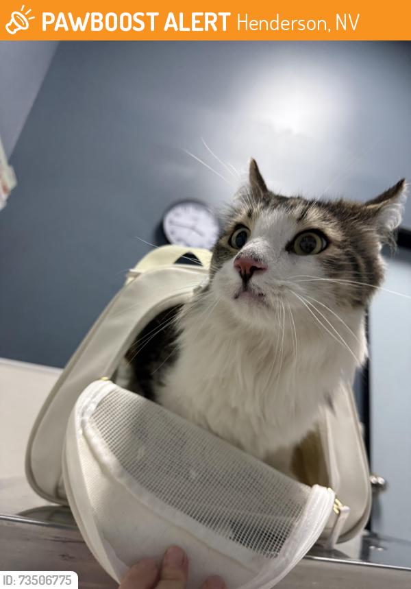 Found/Stray Male Cat last seen Greenway and Horizon, Henderson, NV 89002