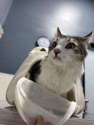 Found/Stray Male Cat last seen Greenway and Horizon, Henderson, NV 89002