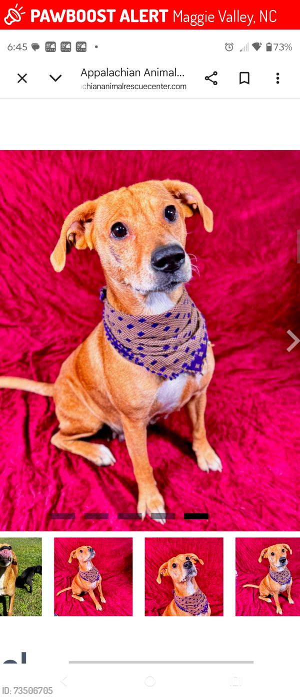Lost Female Dog last seen Near Valley Villas lane, Maggie Valley, NC 28751