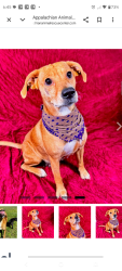 Lost Female Dog last seen Near Valley Villas lane, Maggie Valley, NC 28751