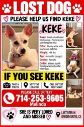 Reunited Female Dog last seen Lampson, Chapman + Magnolia, Dale, Garden Grove, CA 92841