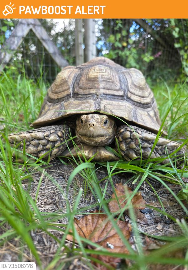 Found/Stray Unknown Reptile last seen hamilton and french, Blue Springs Landing, FL 32763
