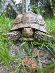 Found/Stray Unknown Reptile last seen hamilton and french, Blue Springs Landing, FL 32763