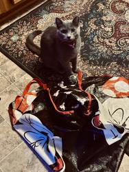 Lost Female Cat last seen South Washington 40th by Amish Gallery, Grand Forks, ND 58201