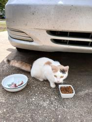 Found/Stray Unknown Cat last seen Close to where Martin Luther King Blvd meets Hwy 31, Kilgore, TX 75662