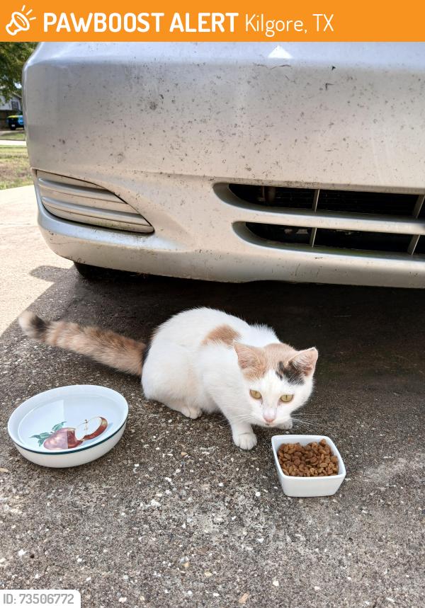 Found/Stray Unknown Cat last seen Close to where Martin Luther King Blvd meets Hwy 31, Kilgore, TX 75662